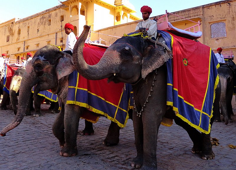 Jaipur-elephat-safari-in-fort