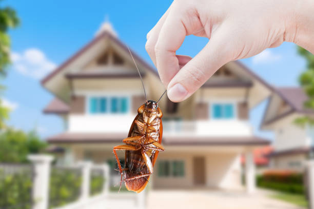 Home remedies to create your home free from cockroaches forever