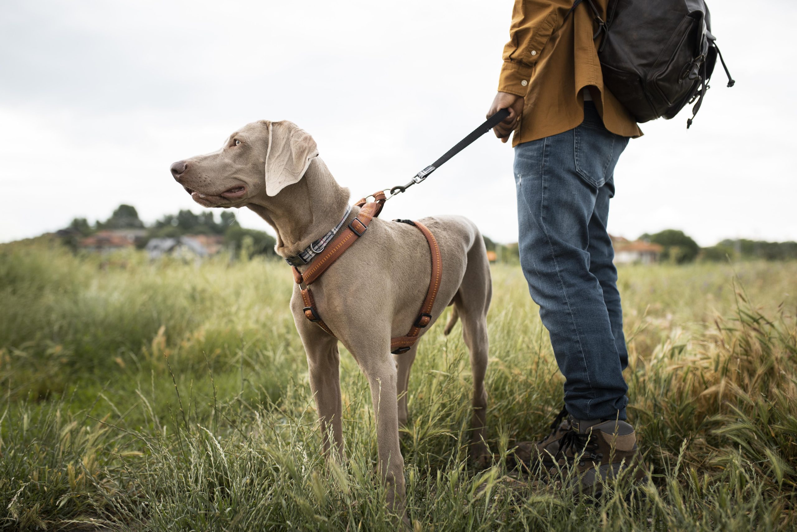 Perfect Fit Dog Harness