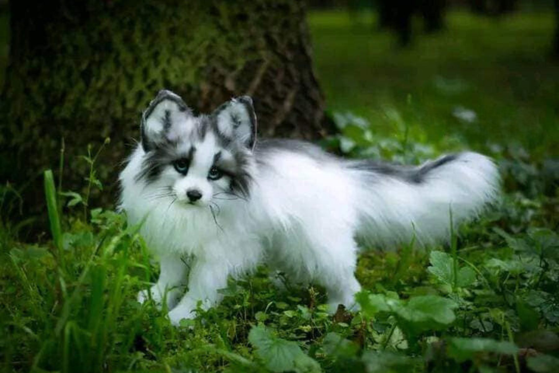 Canadian Marble Fox