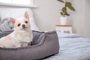 Squishmallow Pet Bed